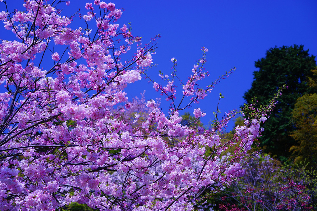 散りゆく桜に魅せられて