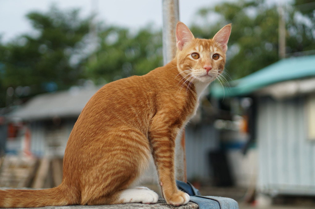 ねこ