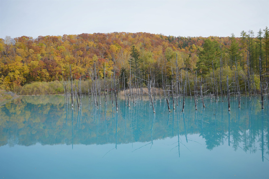 紅葉と青い池
