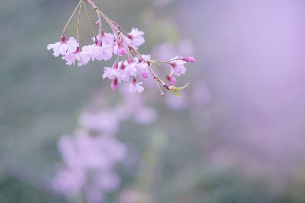 春の想い出～鎌倉で見つけた春🌸～