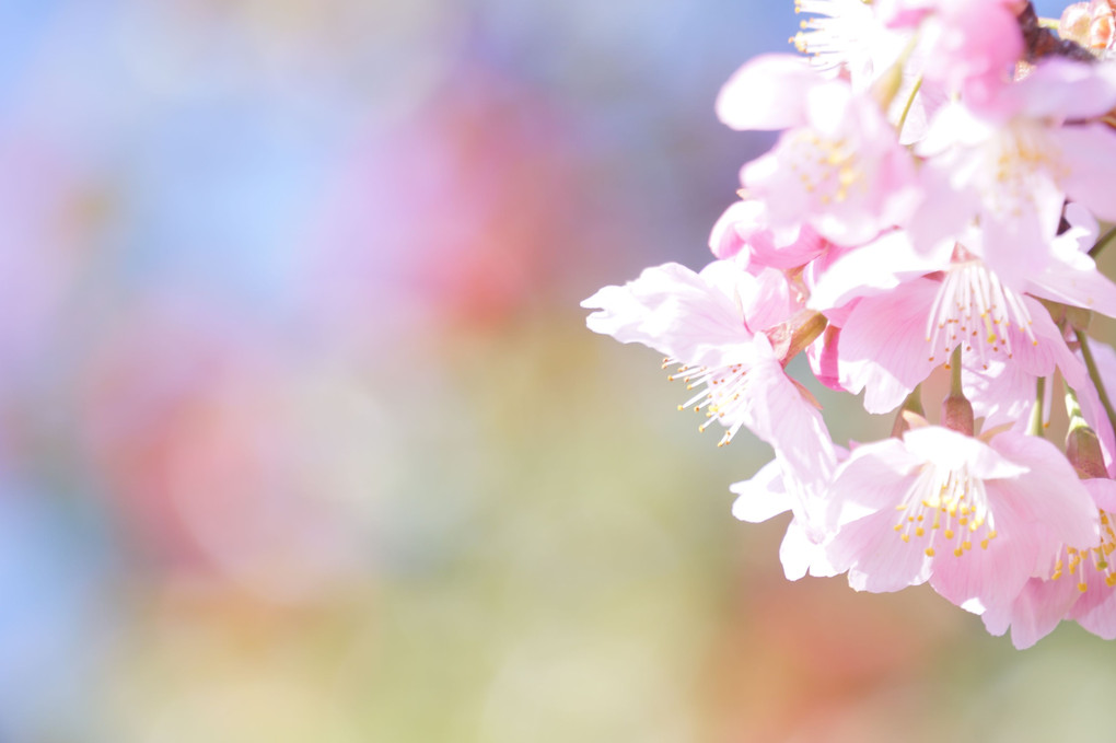 講師と行く🌸昭和の春を撮る＠立川の公園編🌸