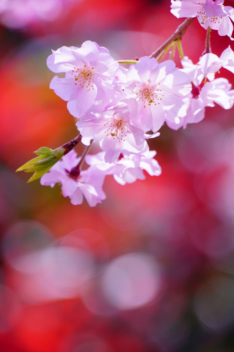 『chelseaさんと桜を楽しむイベント』『chelseaさん感謝祭』🌸