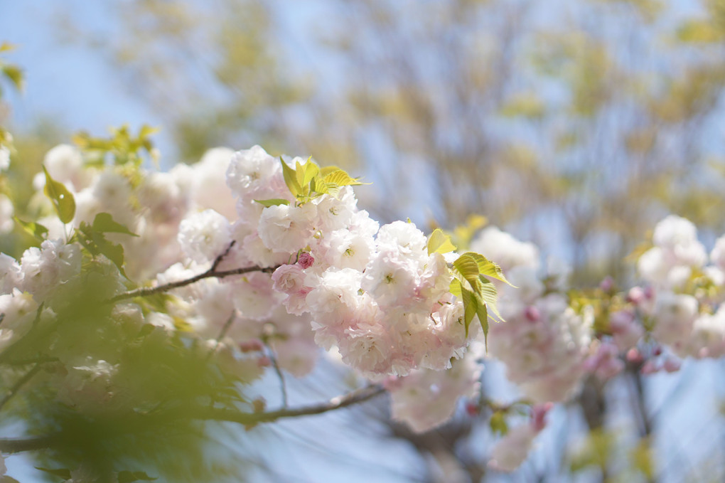 春の陽射しに八重桜