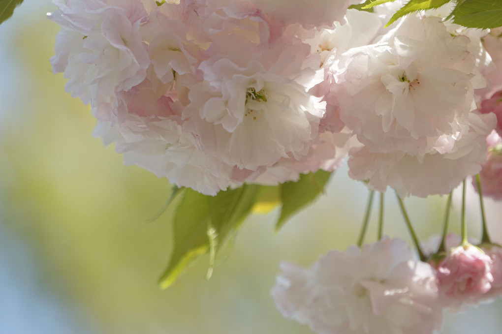 春の陽射しに八重桜