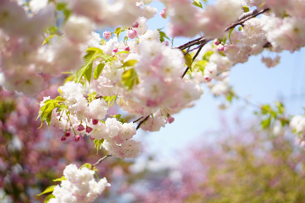 春の陽射しに八重桜