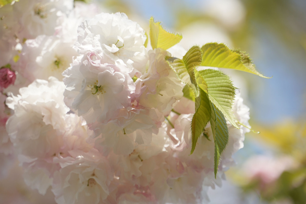 春の陽射しに八重桜