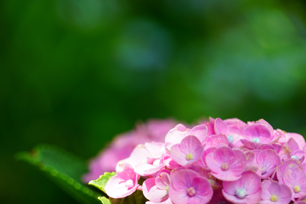 梅雨の晴れ間に輝く～可憐な紫陽花～