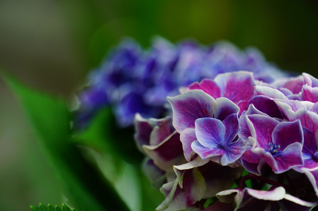 紫陽花色々