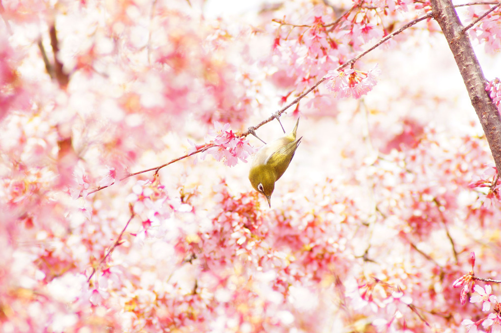 桜とうぐいす