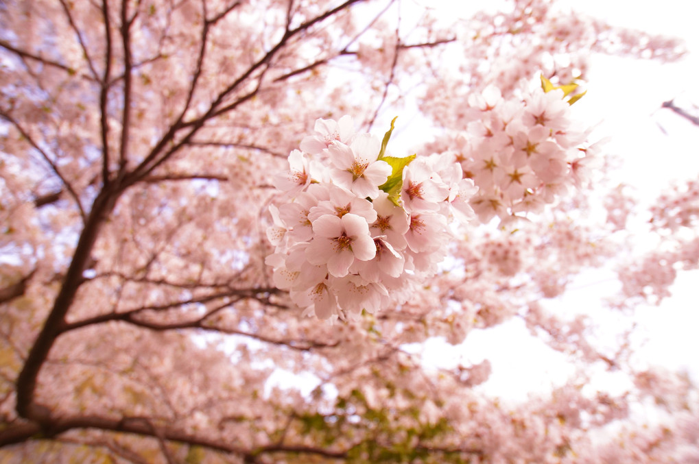 遅咲き桜