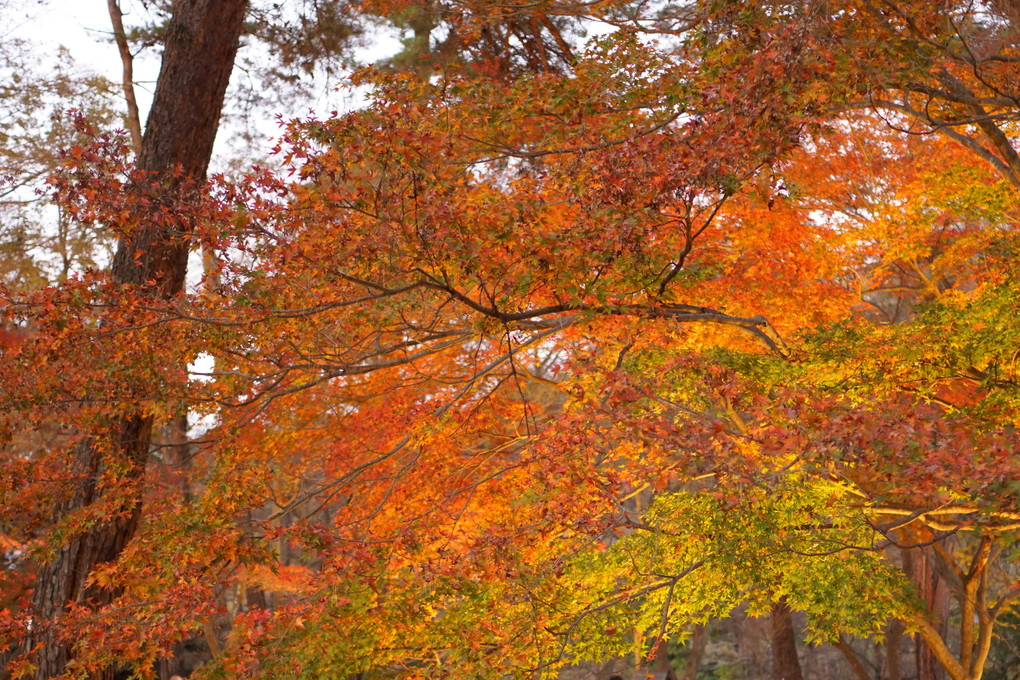 紅葉のライトアップ２