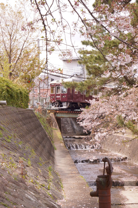 桜の中を走る阪急電車