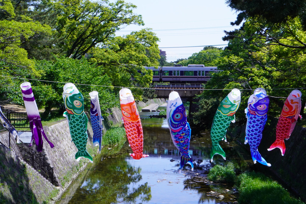 夙川に泳ぐこいのぼり