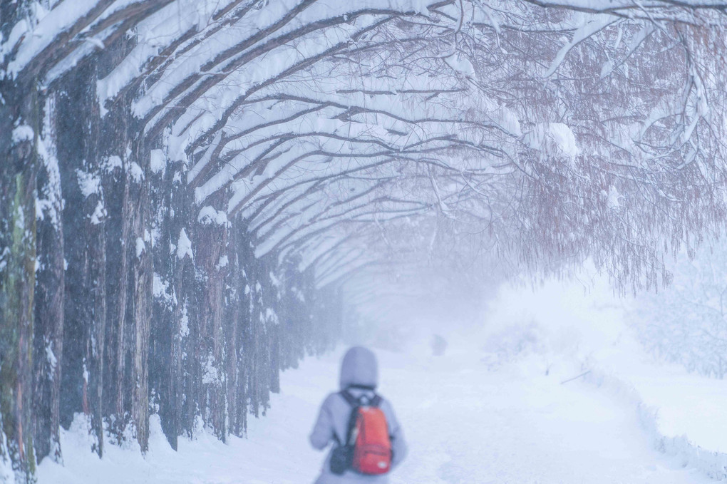 メタセコイアの雪景色