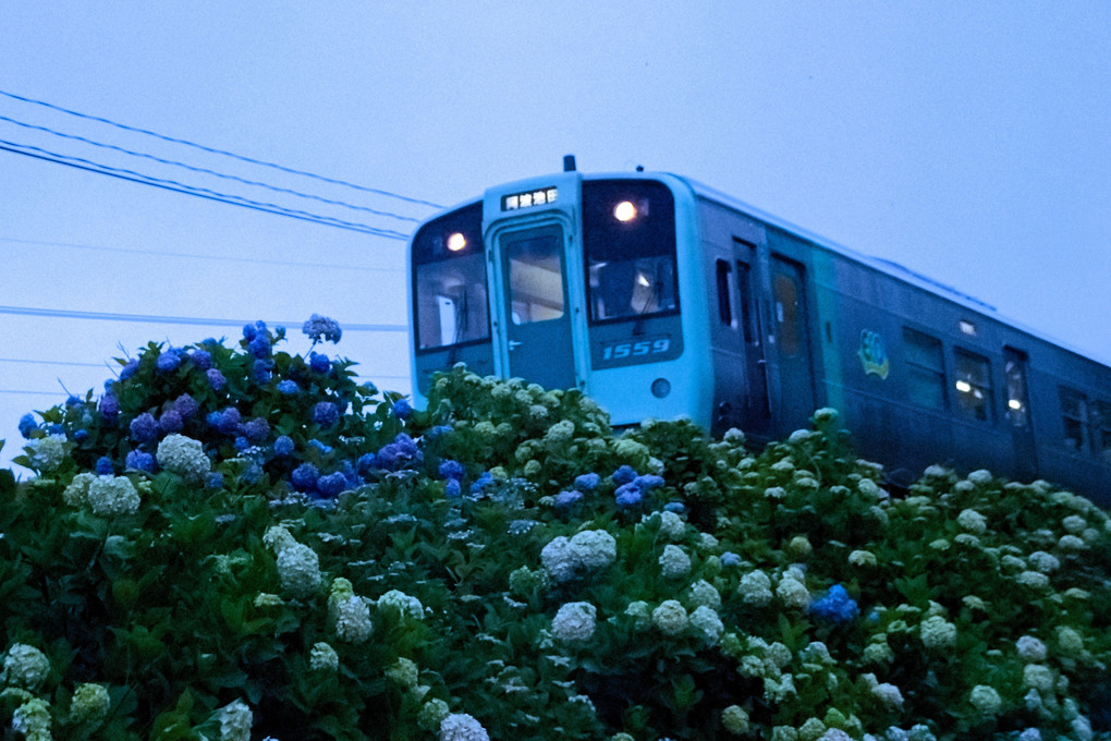 紫陽花と一番列車