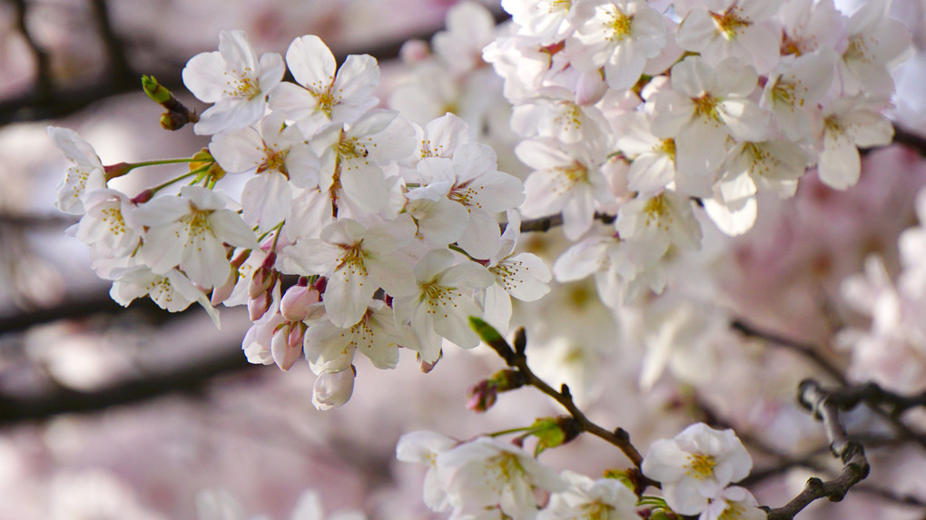 背割堤桜