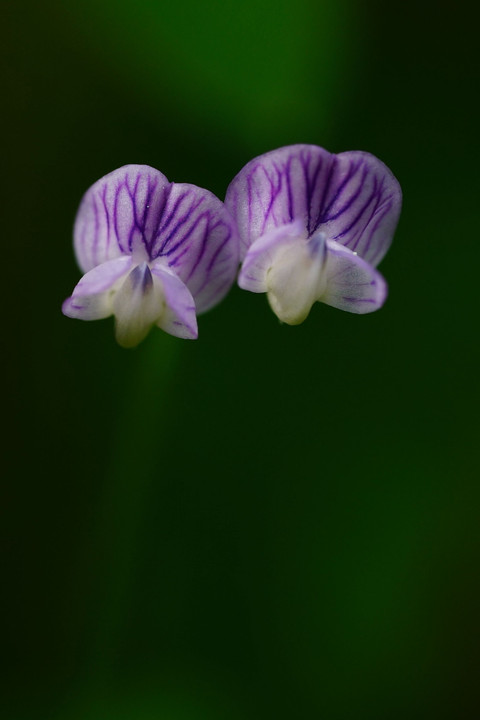 小さい花（紫色）