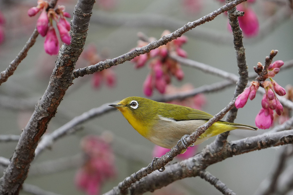 お花がお似合い