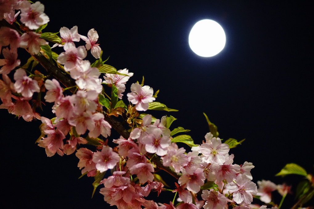 月と河津桜