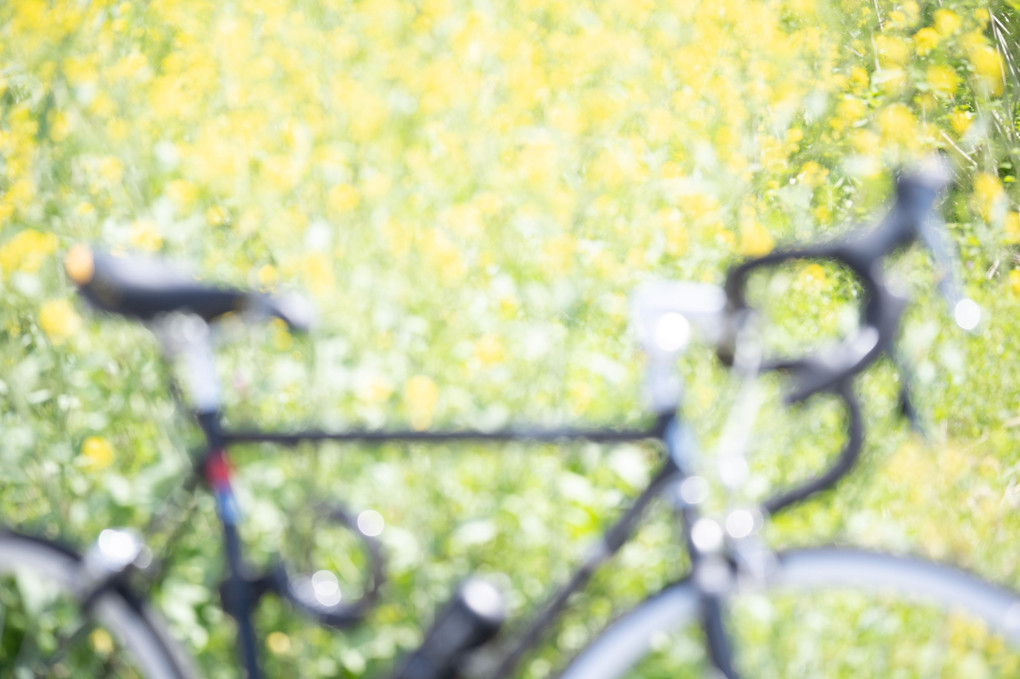 菜の花と自転車