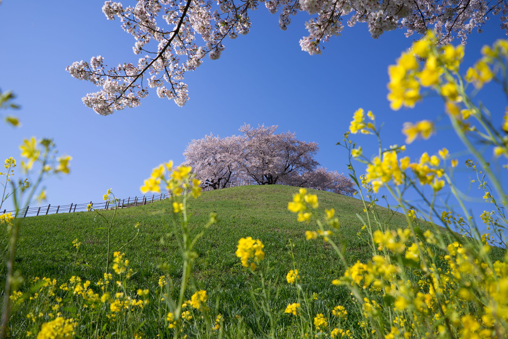 桜の咲く丘