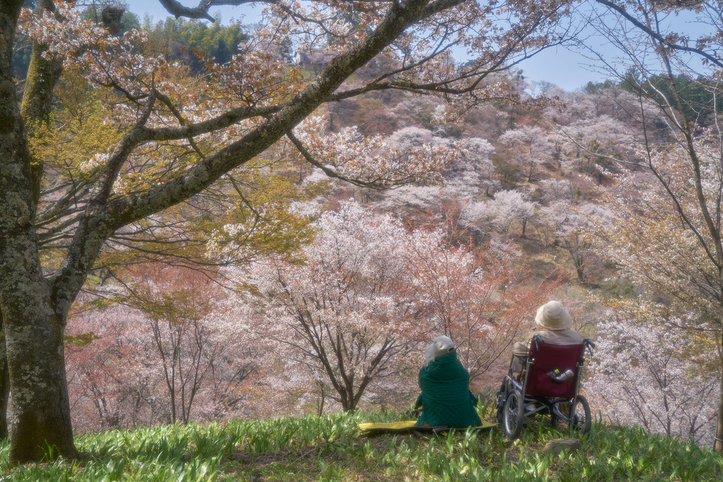 4月はやはり・・・桜でした。