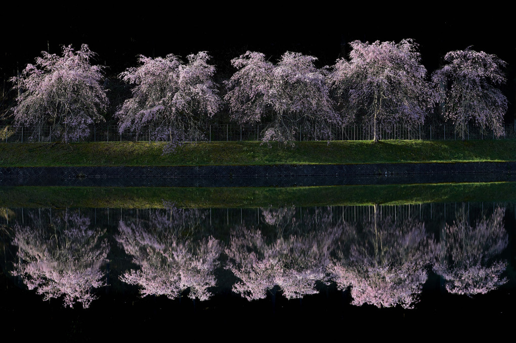 4月はやはり・・・桜でした。