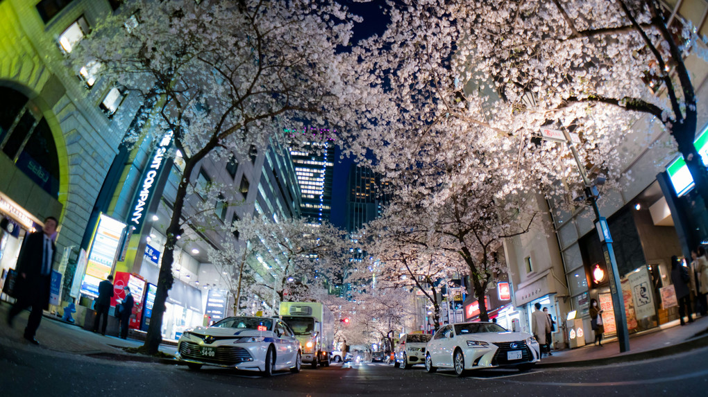 東京の春　夜