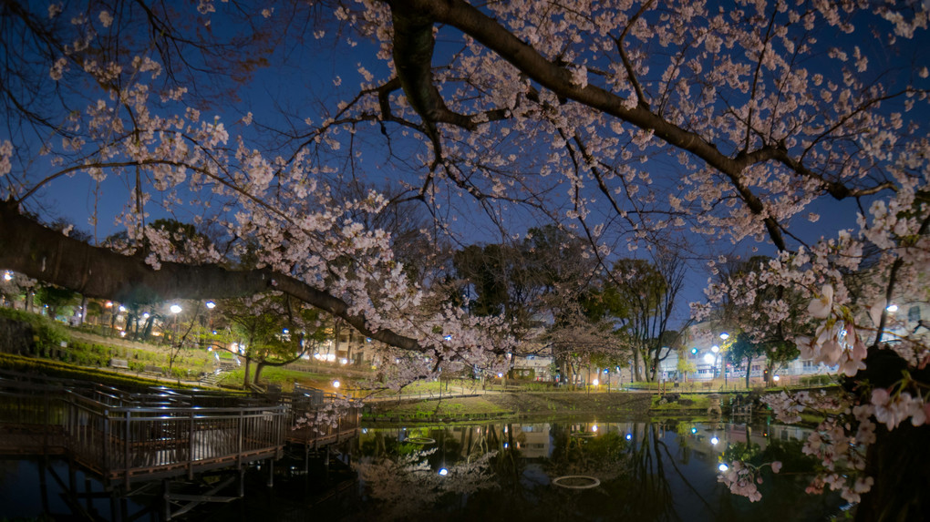 東京の春　夜
