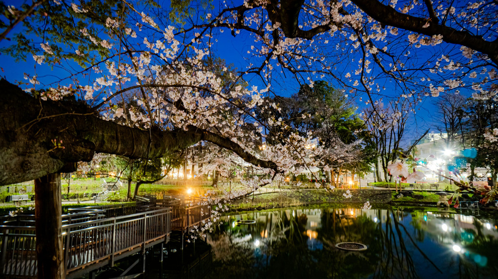 近所の桜