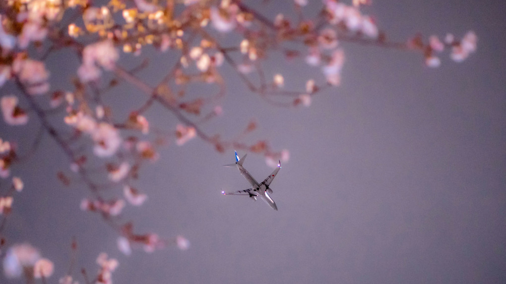 桜の下から空を見上げて