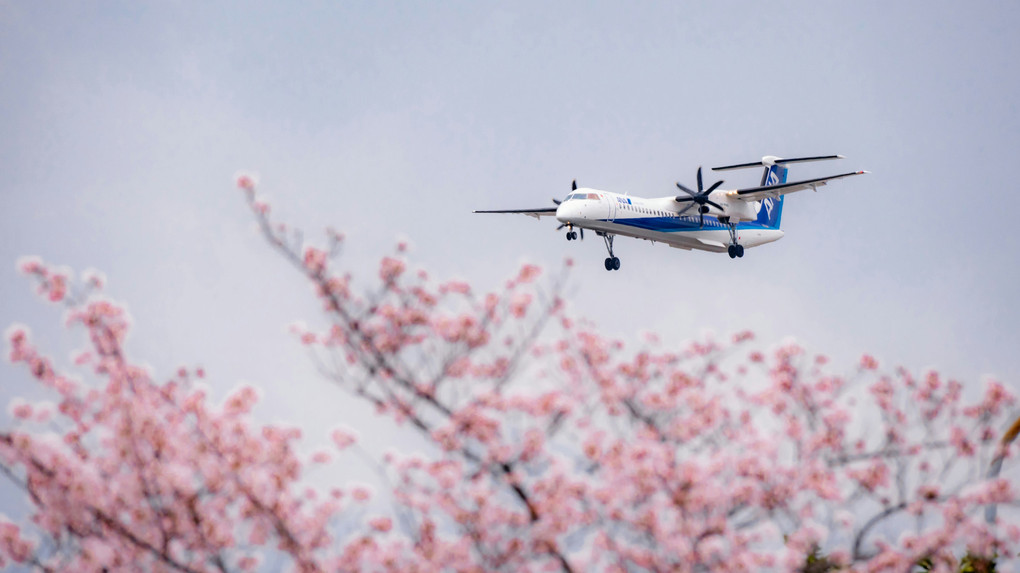 桜の下から空を見上げて