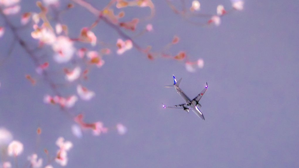 夜桜と飛行機