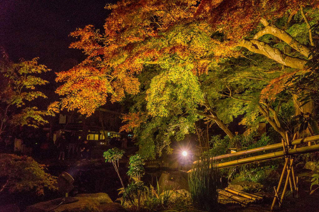 長谷寺のライトアップ
