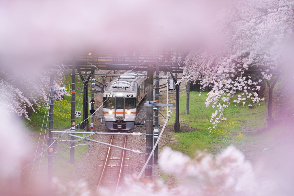 桜のトンネル