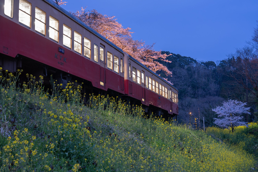 夜桜小湊