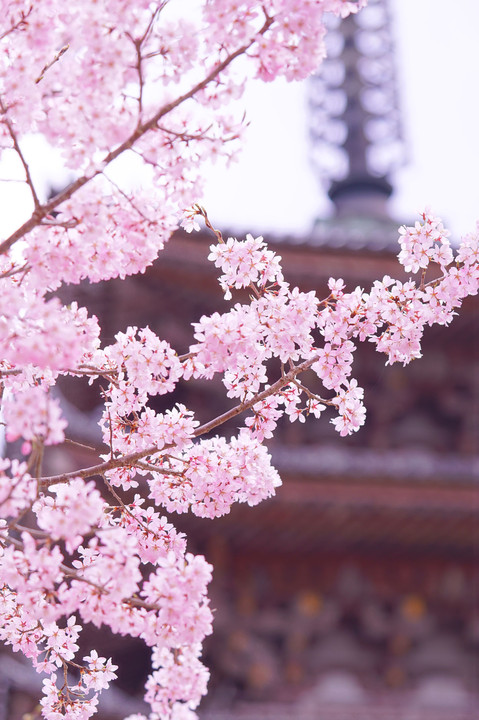 醍醐寺にて