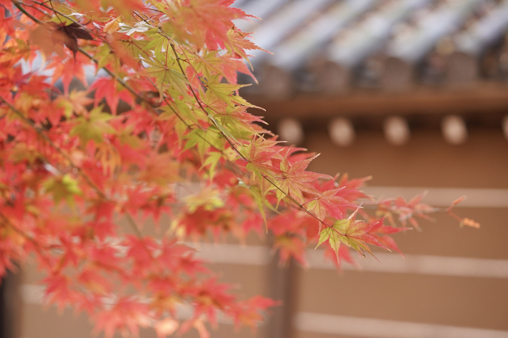 師走の紅葉