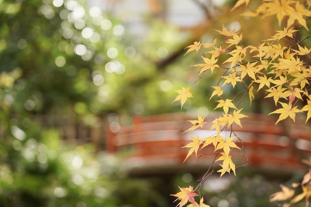 師走の紅葉