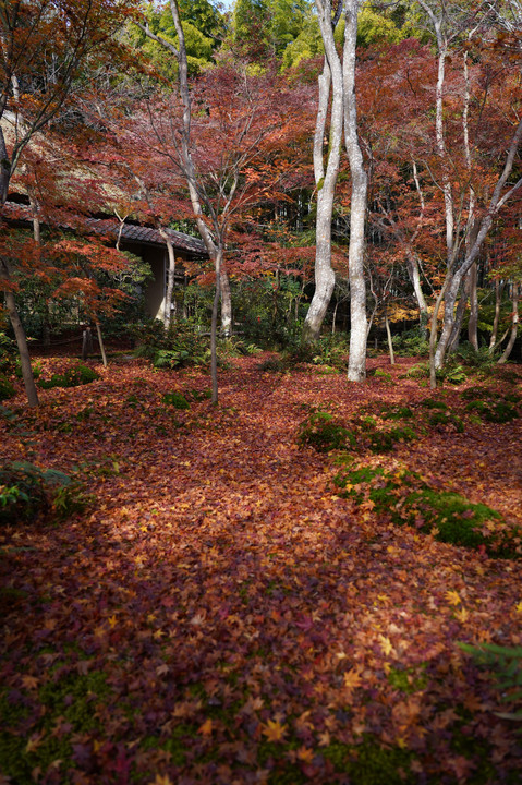 紅葉の京都散策①（祇王寺）