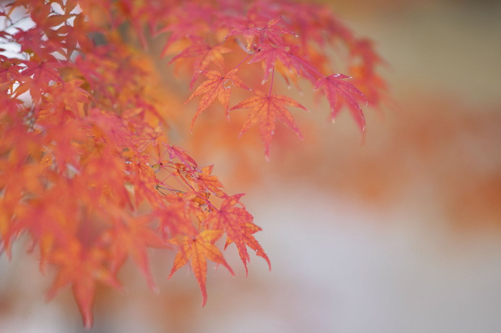 紅葉の京都散策③（中尊寺）