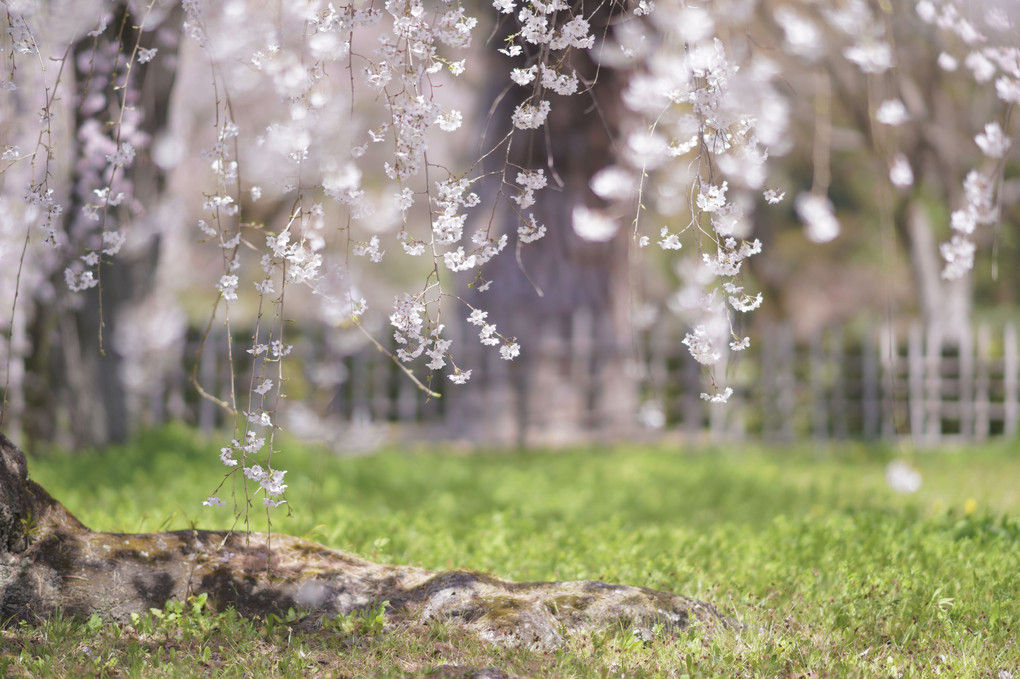 京都御苑　枝垂れ桜