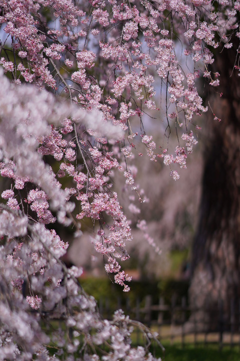 京都御苑　枝垂れ桜