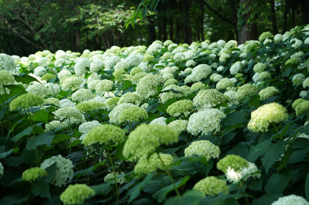 White＆Green