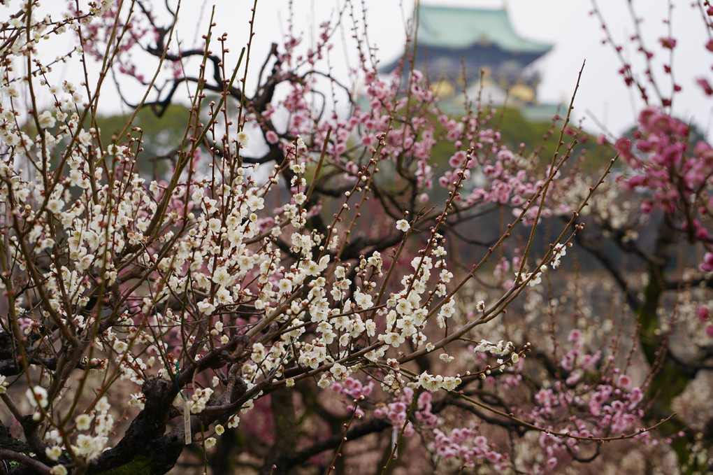 大阪城公園梅林