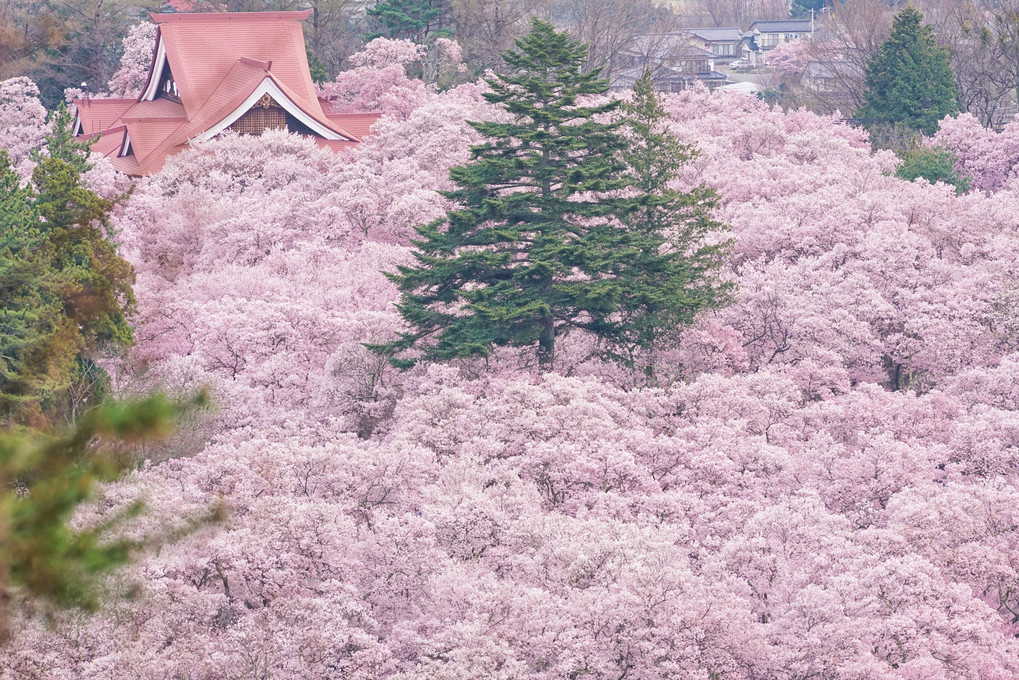 桜の雲海