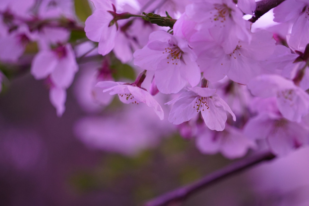 桜をきれいに撮りたい２