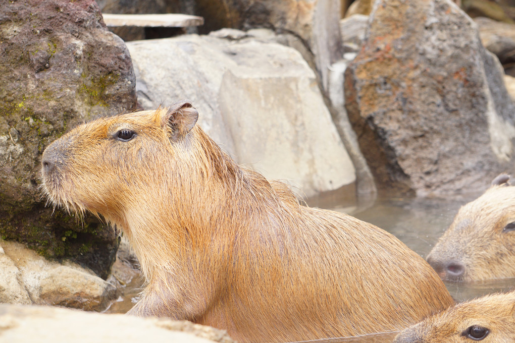 私の名刺候補のカピバラたち