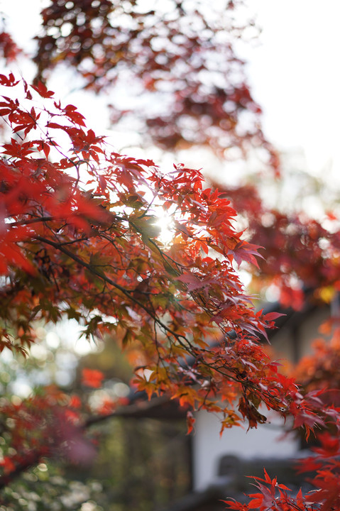 赤く紅く燃えるように