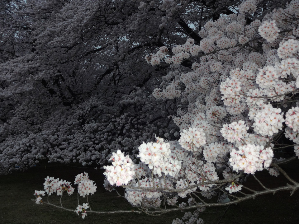 小金井公園桜の写真入選作品